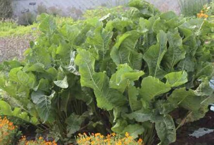 How to Grow and Use Horseradish Image